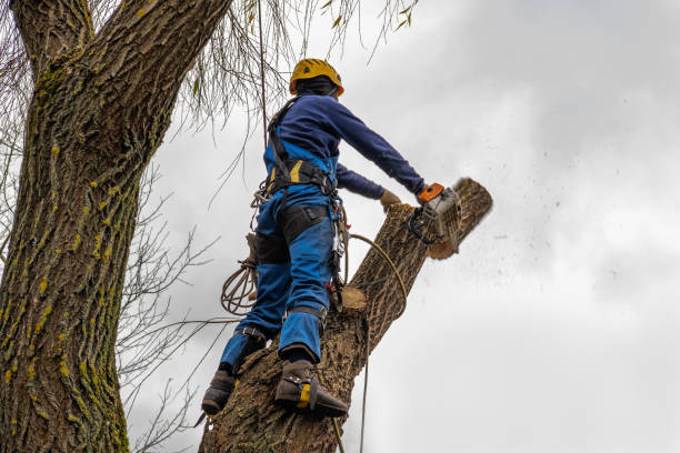 Tree Health Inspection in Salem, NC